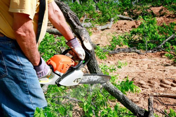 Best Best Tree Removal Services  in Jacksonville, NC